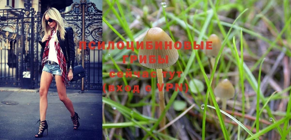 PSILOCYBIN Белокуриха